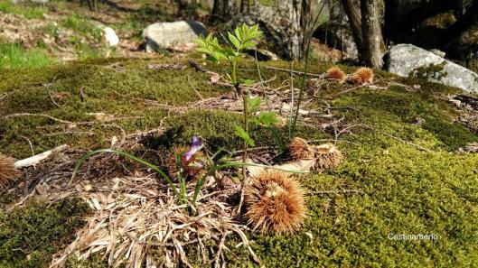 sotto bosco muschio valle Orco
