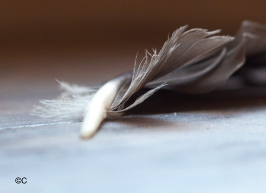 penna cornacchia jpg